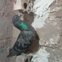 کفتر،|پرنده|زرند, |دیوار