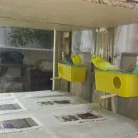 چهار جفت مرغ عشق با قفس و لوازم کامل|پرنده|مشهد, پروین اعتصامی|دیوار