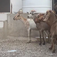 8تا بز تالی و محلی مخصوص داشت کشتن چاق چله|حیوانات مزرعه|بندرعباس, |دیوار