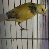 قناری نر