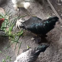 مرغ وخروس نژاد دار