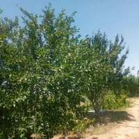 باغ و باغچه انگور ۱۰۰۰متری و... در تاکستان|فروش زمین و ملک کلنگی|تهران, آشتیانی|دیوار