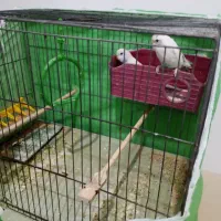 مرغ عشق نر و ماده بدون قفس|پرنده|محمدیه-قزوین, |دیوار