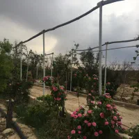 باغ-قلعه-سفید