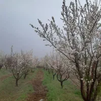 باغ در کردلر و تازه کند