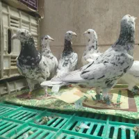 کفتر قلدر