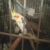 جفت عروس لوتینو دوکت