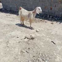 سلام یک بزچتی به احتمال زیادابست به فروش میرسد