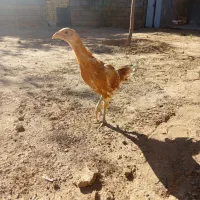 جوجه لاری|حیوانات مزرعه|باوله, |دیوار