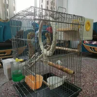 معاوضه یا فروش عروس هلندی مولد همراه جوجه هاش|پرنده|تهران, مشیریه|دیوار