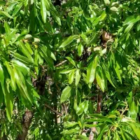 مشاوره-تخصصی-فروش-باغ-سامان-پل-زمانخان