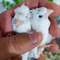 فنچ بنگالی|پرنده|کبودرآهنگ, |دیوار