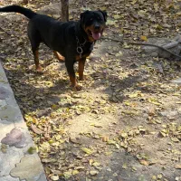 سگ روت|سگ|کوهسار (البرز), |دیوار