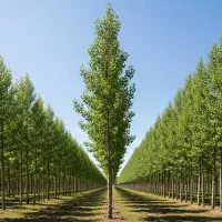 نـهال شلــیل مغان  زودرس شیرین و پرطرفدار|خدمات باغبانی و درختکاری|خمین, |دیوار