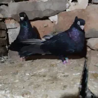 کفتر چند جفت|پرنده|اهواز, امانیه|دیوار