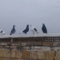 کبوتر دوری|پرنده|اندیمشک, |دیوار