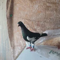 قره سیاه فک کنم نره کفتر قشنگیه ذات یهودیه