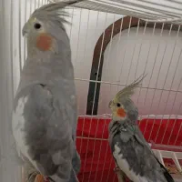 جفت عروس هلندی