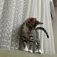 واگذاری بچه گربه|گربه|گرگان, |دیوار