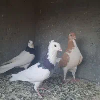 جوجه طوقی|پرنده|مشهد, منزل آباد|دیوار