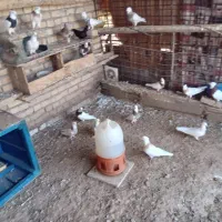 کبوتر طوقی|پرنده|اهواز, الهائی|دیوار