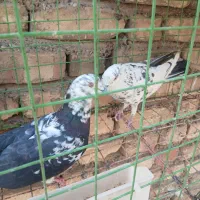 تهرانی|پرنده|اصفهان, سرتاوه|دیوار