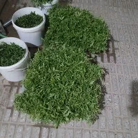 نهال گوجه محلی