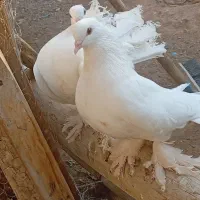 کبوتر دم چتری