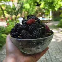 سلام همشهریان حرس کاری انگورودرختان میوه|خدمات باغبانی و درختکاری|نیشابور, شهرک زرگران|دیوار
