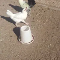 خروس یکی ززیبا|حیوانات مزرعه|رفسنجان, |دیوار