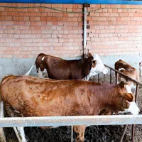 گاومیش خرید تمامی حیوانات ،ادرس مایان