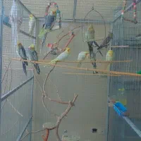 قفس بزرگ دست ساز|لوازم جانبی حیوانات|شاهینشهر, شهرک گلدیس|دیوار