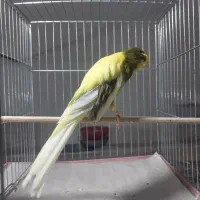 قناری رسمی بلند خونگی|پرنده|یزد, |دیوار