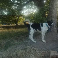 واگذاری سگ سرابی|سگ|ملایر, |دیوار