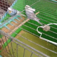 یه جفت مرغ عشق مودل