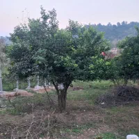 زمین ۶۰۰متری معاوضه با خانه در رشت