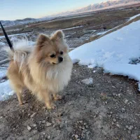 پامرانین|سگ|ابهر, |دیوار