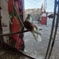 پشت دار نر|پرنده|تاکستان, |دیوار