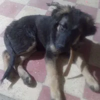 حیوانات|سگ|شیراز, شهرک پرواز|دیوار