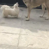 سگ پژدر عراقی ماده سرابی|سگ|تهران, تهرانسر غربی|دیوار