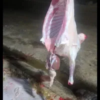 قصاب
