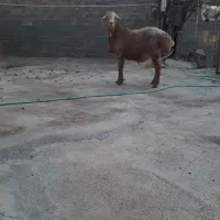 گوسفندقوچ مغان چینی|حیوانات مزرعه|دینور, |دیوار