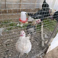 فروش جوجه برهما و محلی و گلین|حیوانات مزرعه|خرمدره, |دیوار