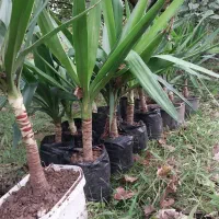 یوکا چند ساله