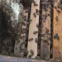 فروش تعداد۴۰کندو زنبور عسل کارنیکا آلمانی درجه یک