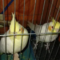 جفت عروس هلندی|پرنده|ایرانشهر, |دیوار