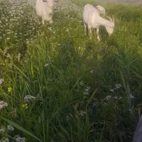 بز نر سانن اصیل