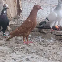 کبوتر