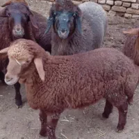 میش داشتی|حیوانات مزرعه|اسفراین, |دیوار