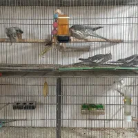 پرندگان زینتی|پرنده|کرج, خرمدشت|دیوار